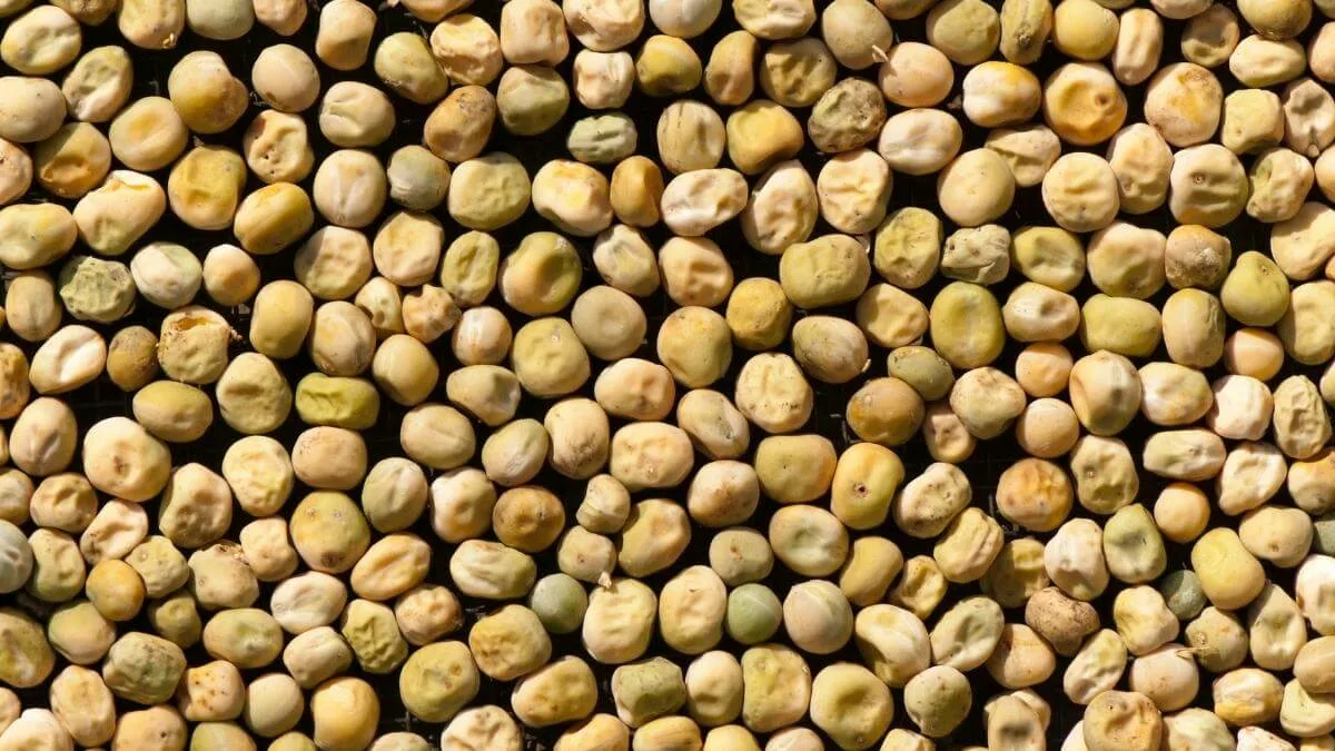 Горох Мозговой