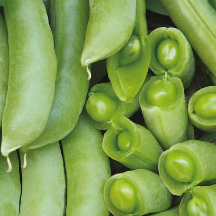 Горох Спаржевый