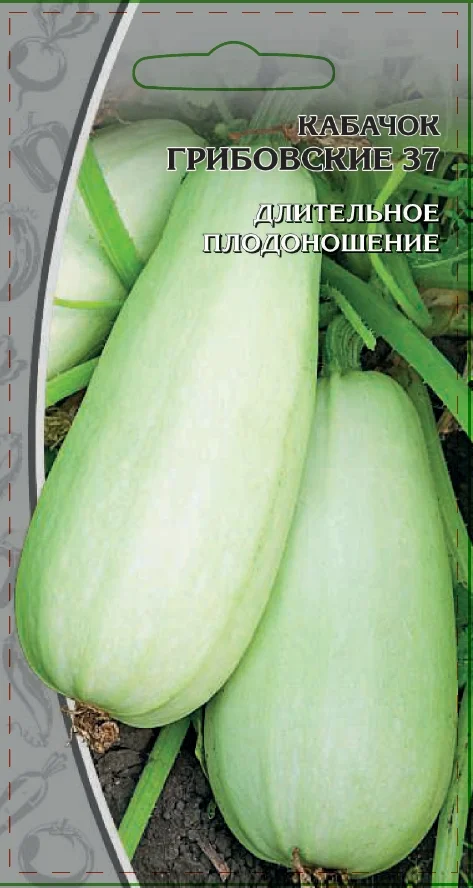 Миниатюра изображения сорта Грибовские 37