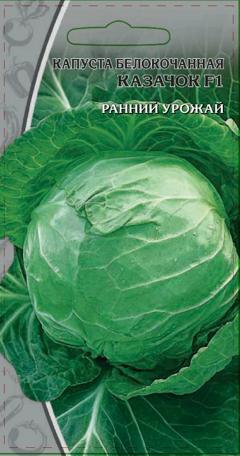 Миниатюра изображения сорта Казачок 