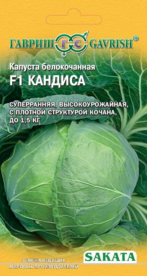 Кандиса