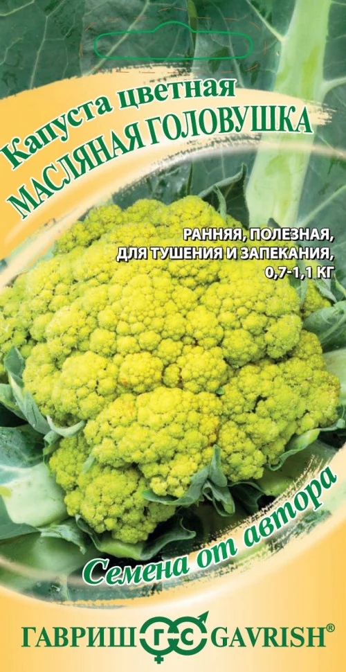 Масляная головушка сырно-желтая