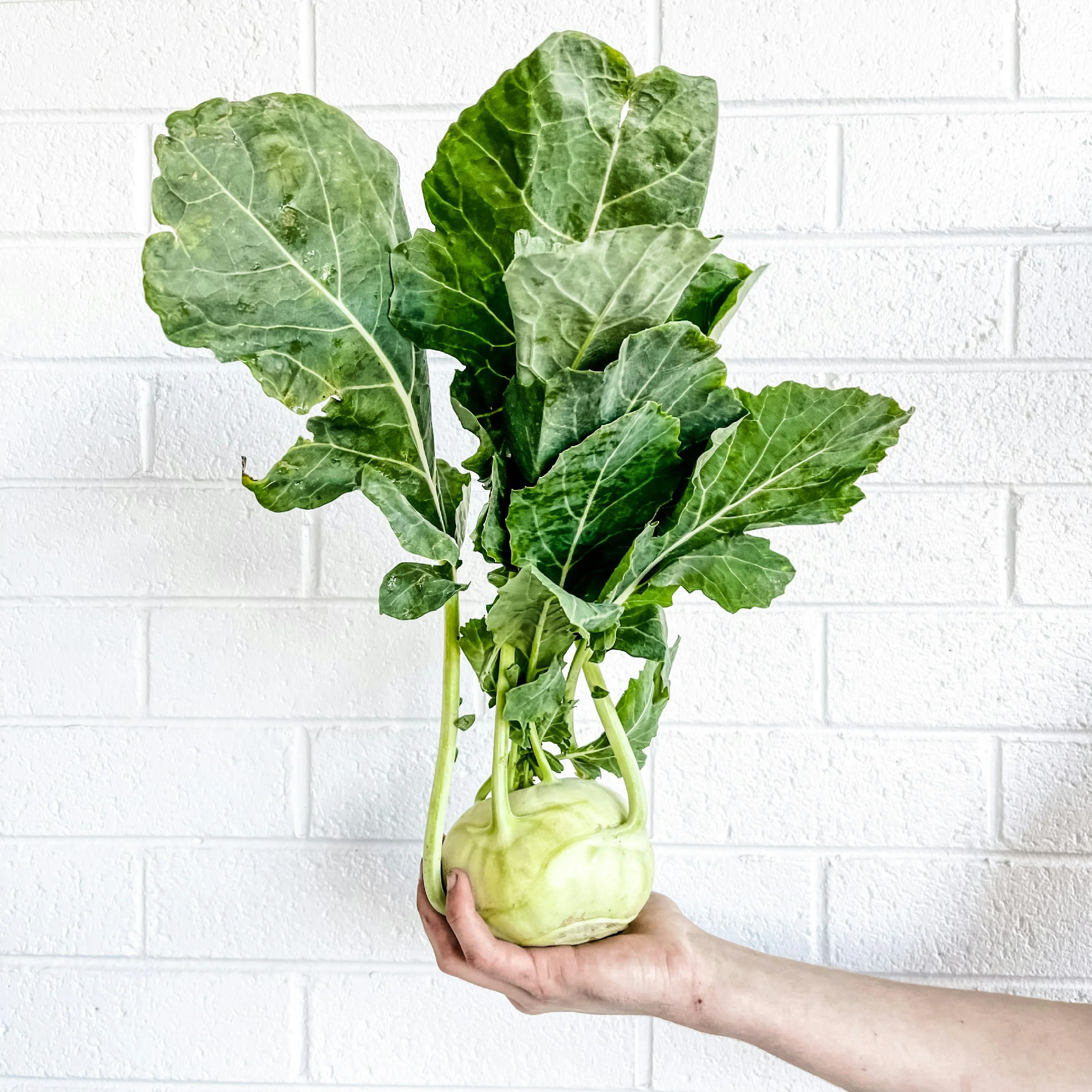 Капуста Кольраби