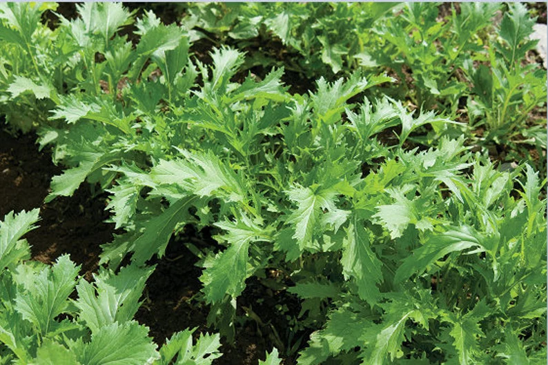 Капуста Мизуна