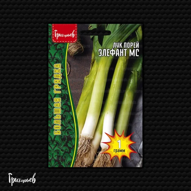 Миниатюра изображения сорта Элефант МС