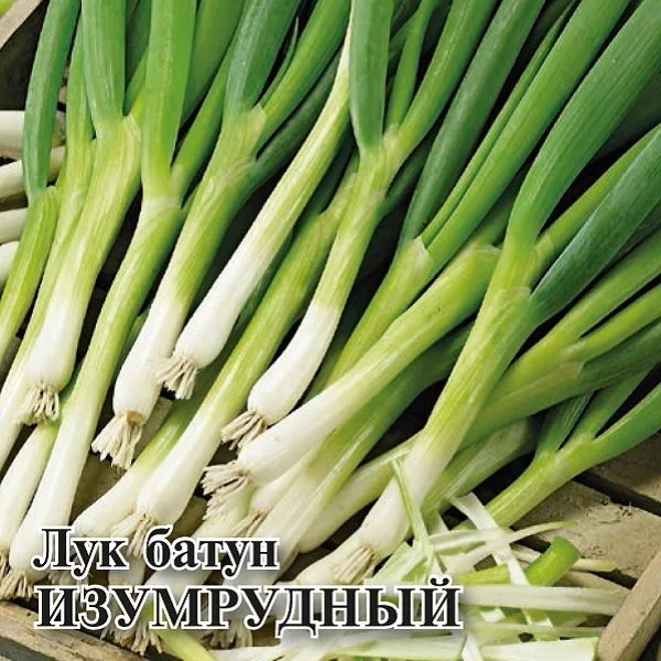 Миниатюра изображения сорта Изумрудный