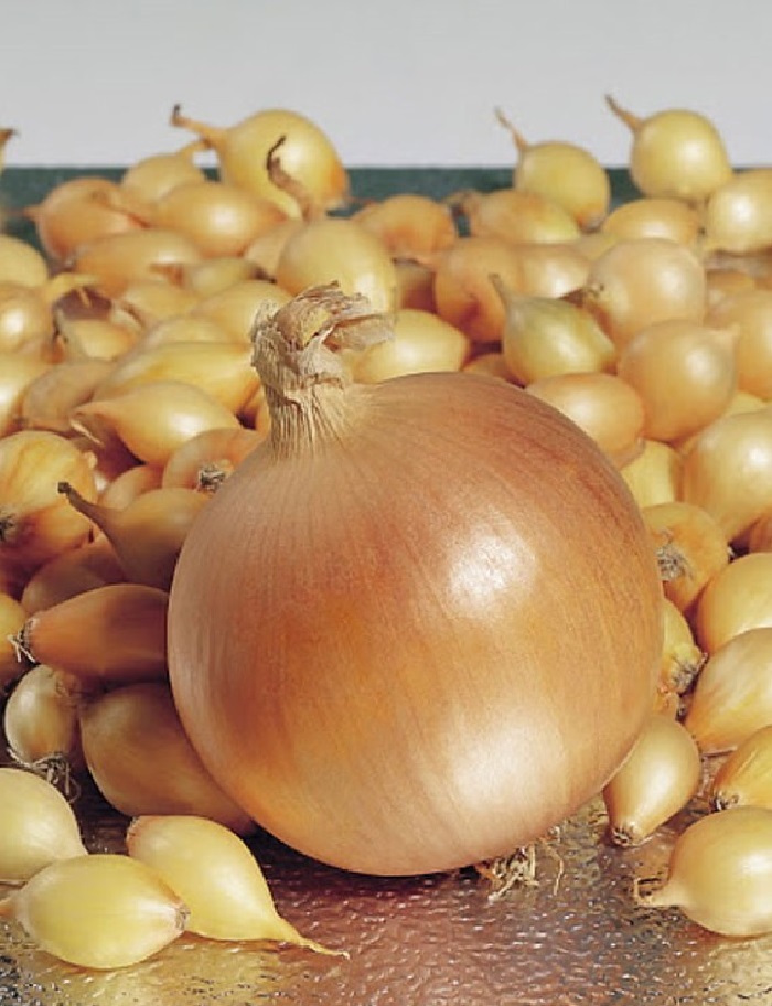 Лук