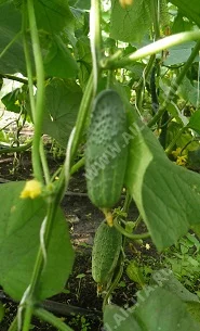 Любушкин хуторок