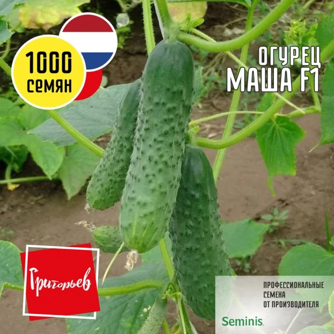 Миниатюра изображения сорта Маша