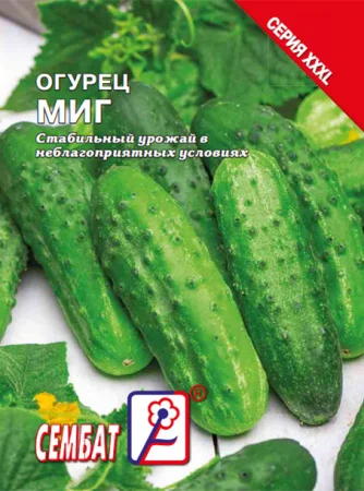 Миниатюра изображения сорта Миг 