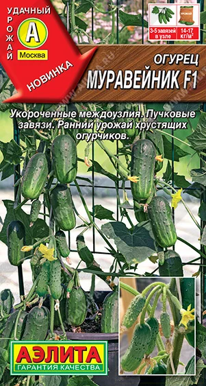 Муравейник