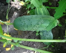 Новонежинский