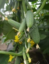 Русский самородок