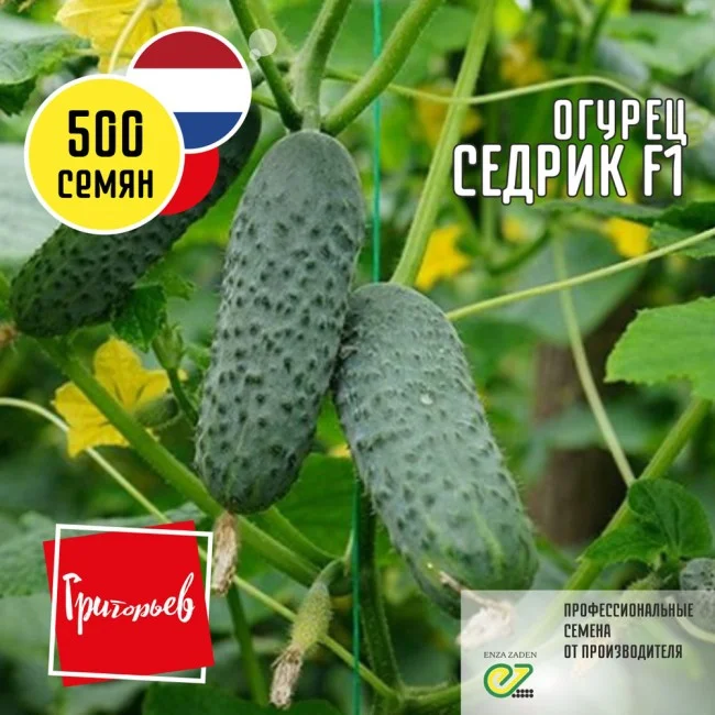 Миниатюра изображения сорта Седрик