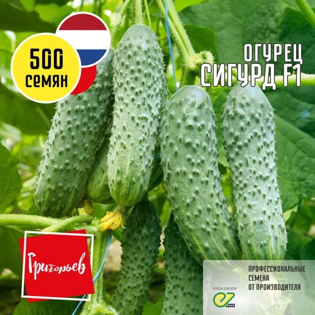 Миниатюра изображения сорта Сигурд