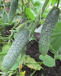 Среднеплодный крупнобугорчатый