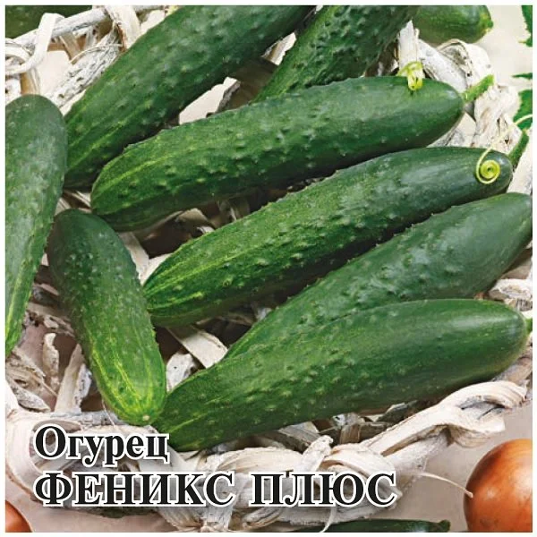 Феникс плюс