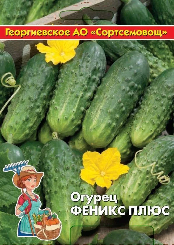 Миниатюра изображения сорта Феникс плюс