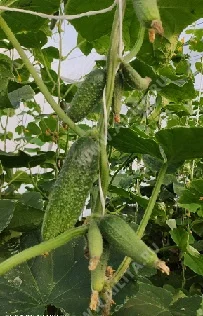 Хрустящая трапеза