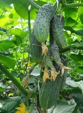 Черношипый корнишон