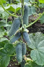 Четыре дольки