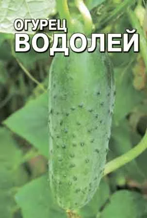 Миниатюра изображения сорта Водолей