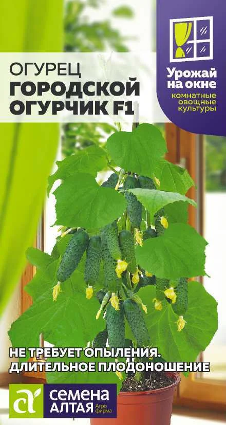Миниатюра изображения сорта Городской Огурчик