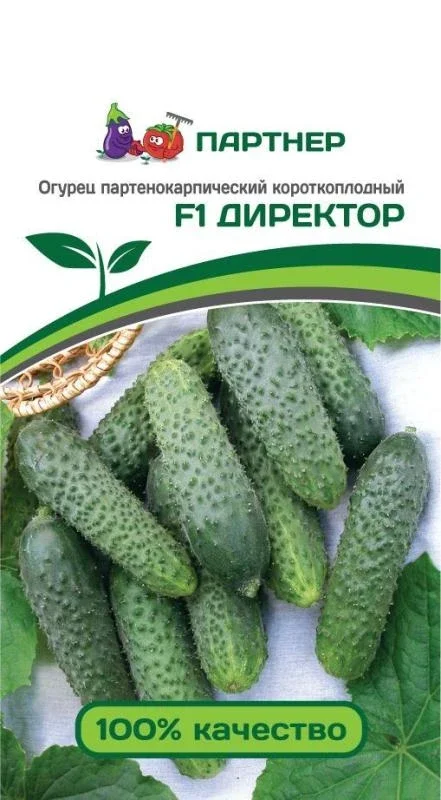 Миниатюра изображения сорта Директор