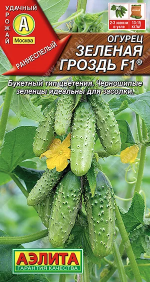 Зеленая гроздь