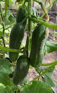 Зеленые глаза