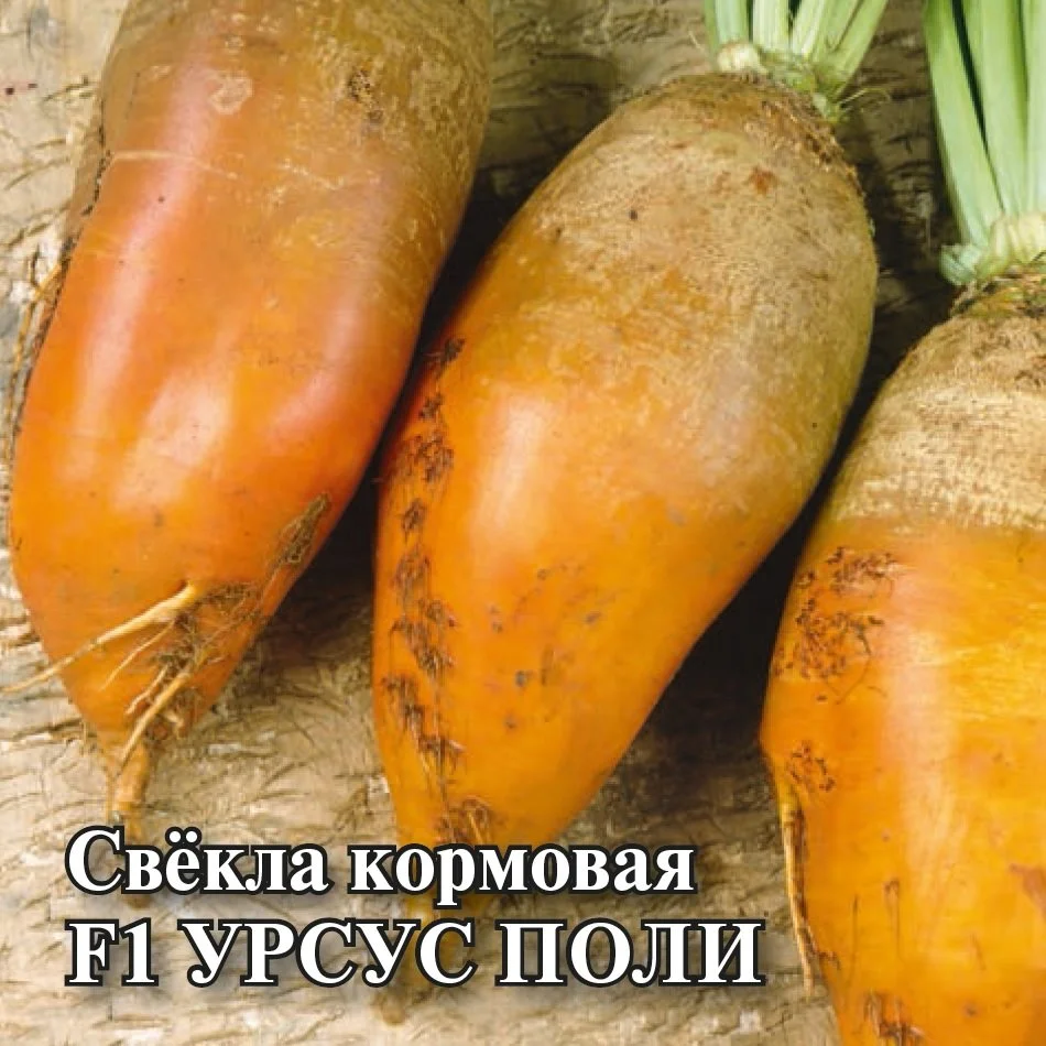 Урсус поли