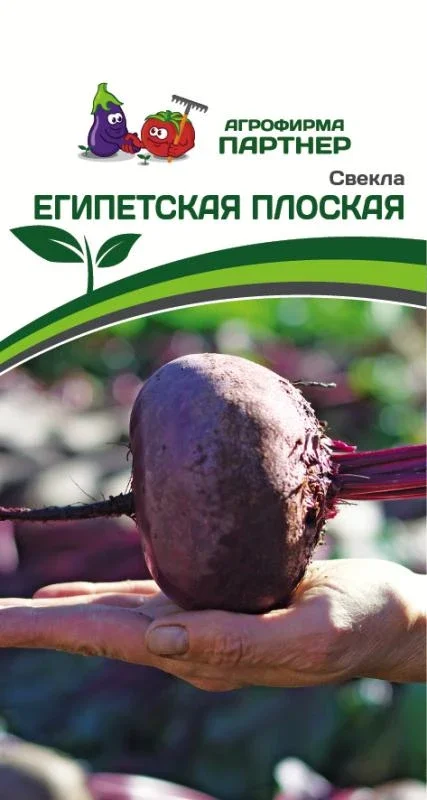 Миниатюра изображения сорта Египетская плоская