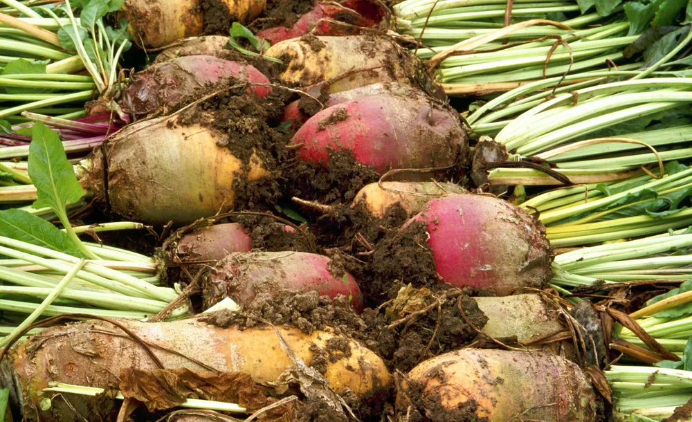 Свекла Кормовая