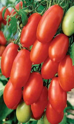 Миниатюра изображения сорта Дамские пальчики