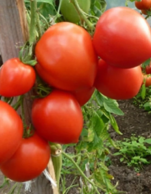 Миниатюра изображения сорта Данко