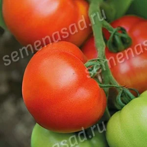 Миниатюра изображения сорта Дар Заволжья 