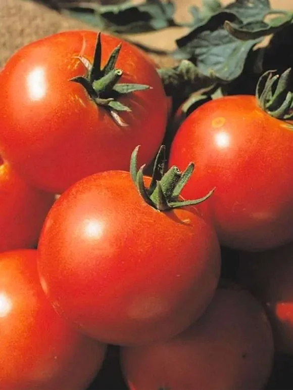 Миниатюра изображения сорта Дачник