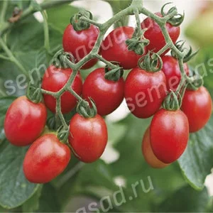 Миниатюра изображения сорта Де барао