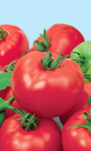 Дебютантка