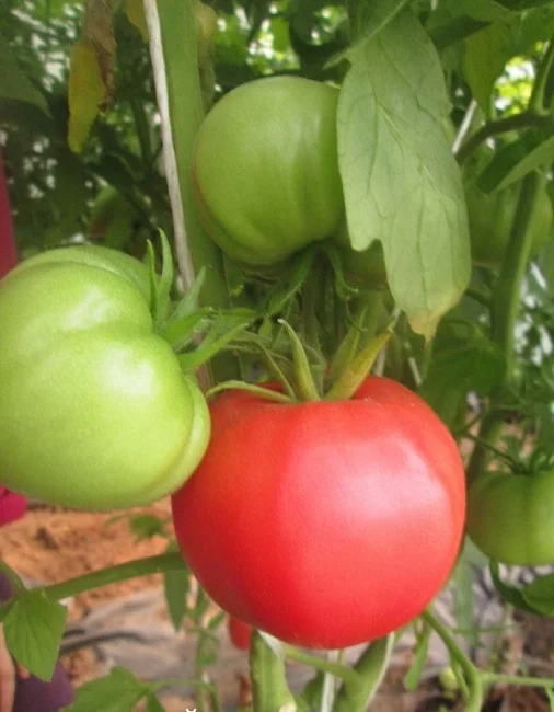 Миниатюра изображения сорта Девичий румянец 