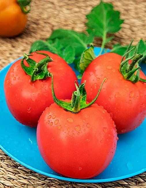 Миниатюра изображения сорта Джина ТСТ