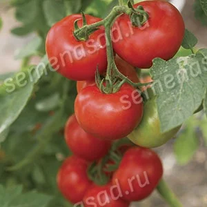 Миниатюра изображения сорта Джина ТСТ