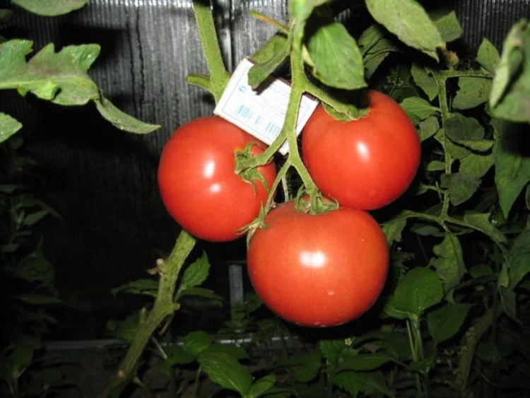 Миниатюра изображения сорта Домашний Разносол