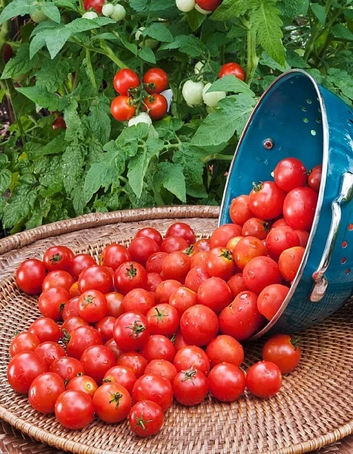 Миниатюра изображения сорта Зимняя вишня