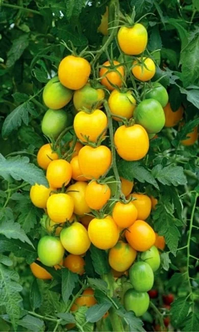 Золотая Долина