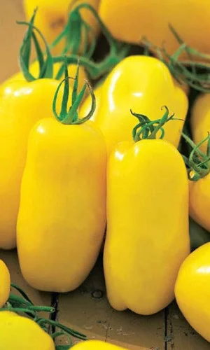 Золотая рыбка