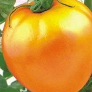 Миниатюра изображения сорта Золотое сердце