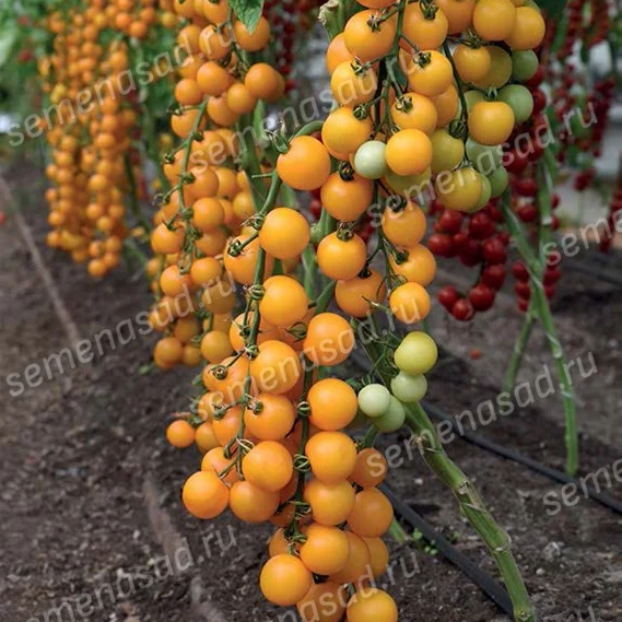 Золотой Поток