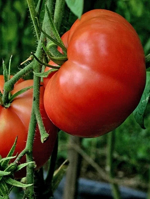 Миниатюра изображения сорта Алтайский Красный