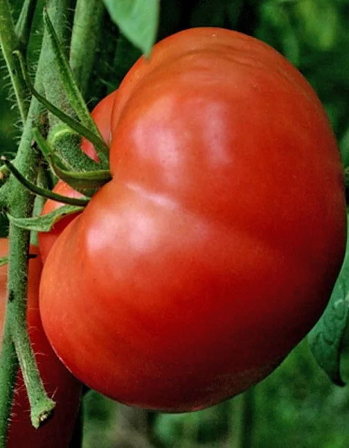 Миниатюра изображения сорта Алтайский шедевр